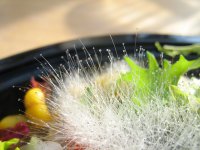 Schimmelwuchs auf Salatplatte