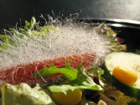 Schimmelwuchs auf Salatplatte