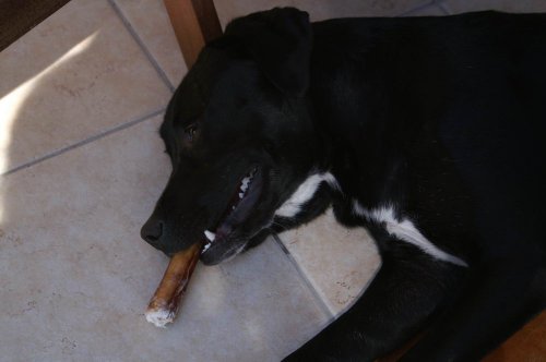 Zigarrenhund